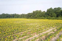 17.74 Acres - S Deerfield Rd.  photo 4