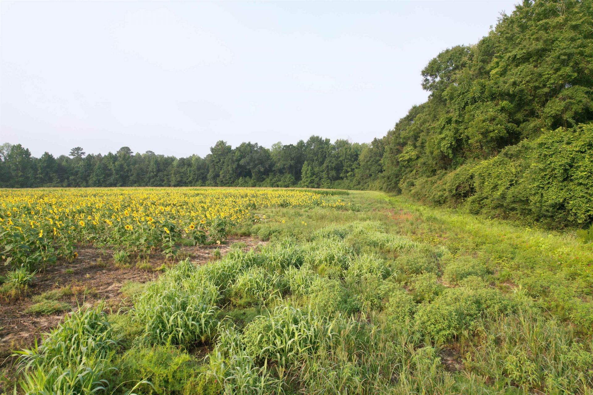 17.74 Acres - S Deerfield Rd.  Photo 5