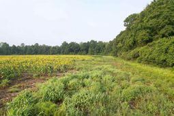 17.74 Acres - S Deerfield Rd.  photo 4