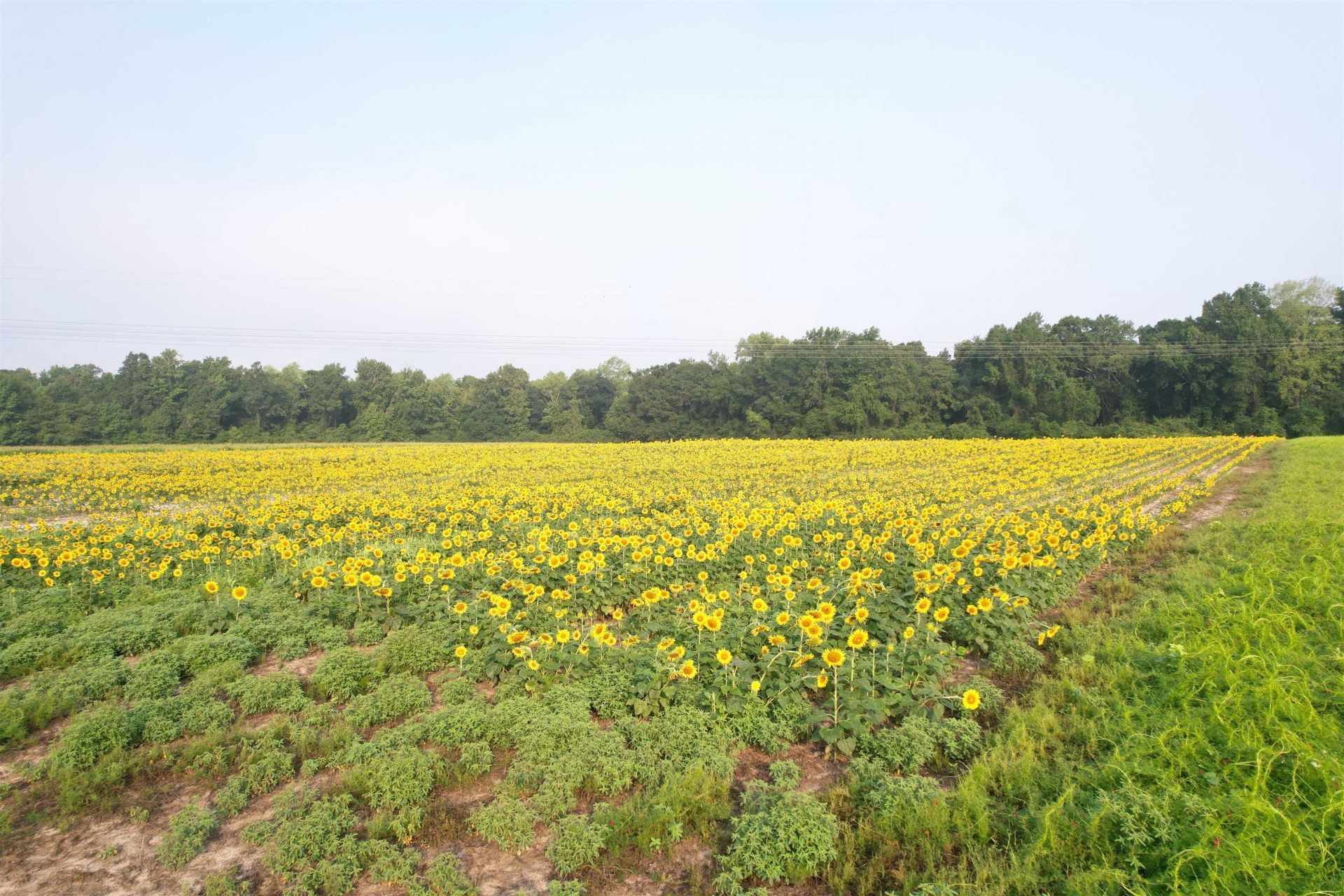 9.58 Acres - S Deerfield Rd.  Photo 7