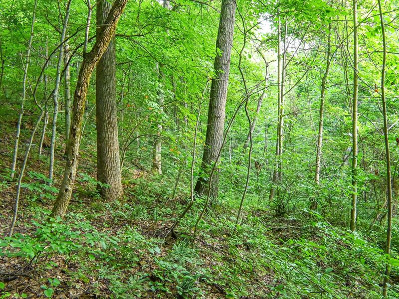 0 East Fork Pond Run Rd , Stout, OH 45684 Photo 13