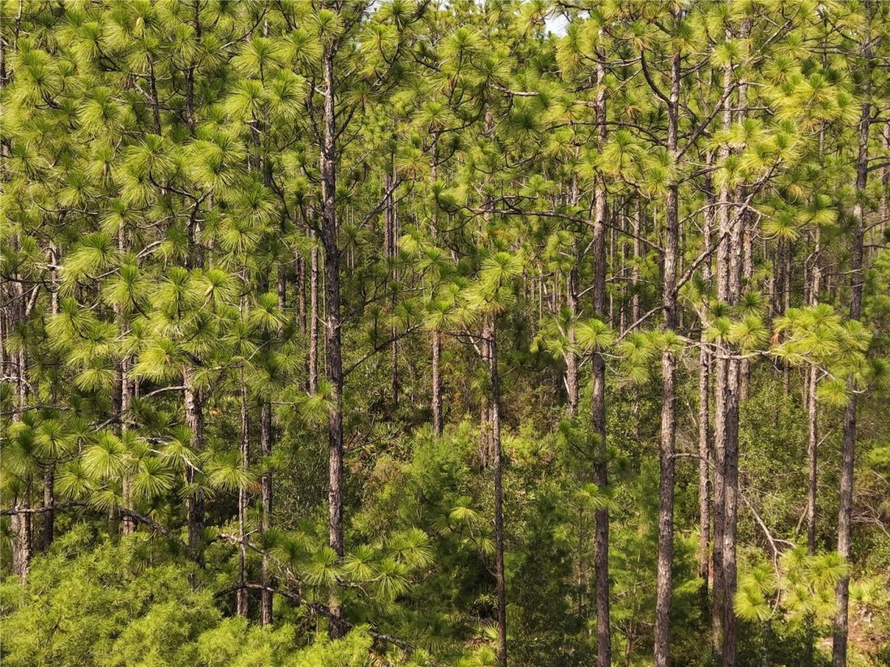 375 Buck Springs Road, Palatka, FL 32177 Photo