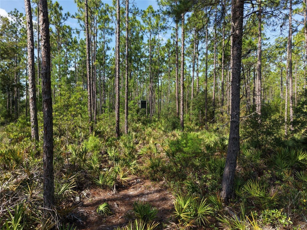 375 Buck Springs Road, Palatka, FL 32177 Photo
