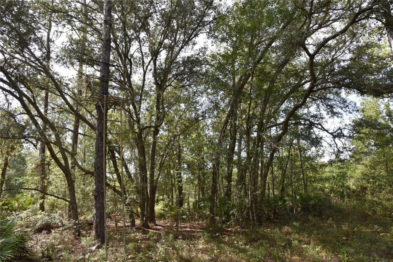 375 Buck Springs Road, Palatka, FL 32177 Photo