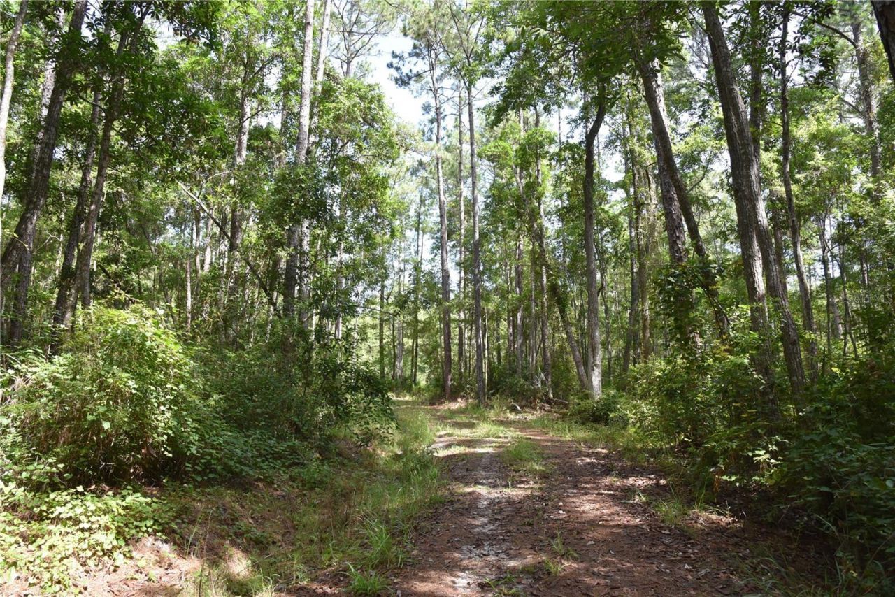 375 Buck Springs Road, Palatka, FL 32177 Photo