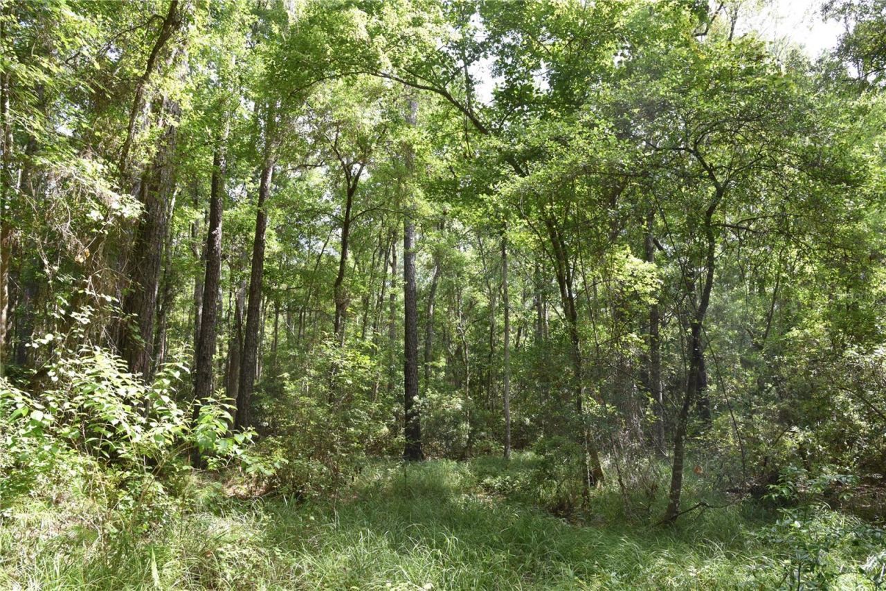 375 Buck Springs Road, Palatka, FL 32177 Photo