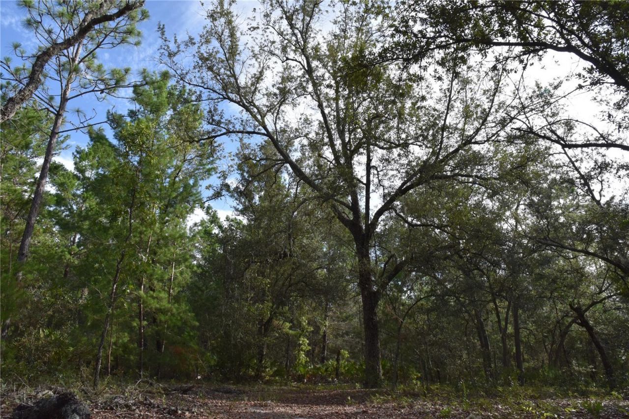 375 Buck Springs Road, Palatka, FL 32177 Photo