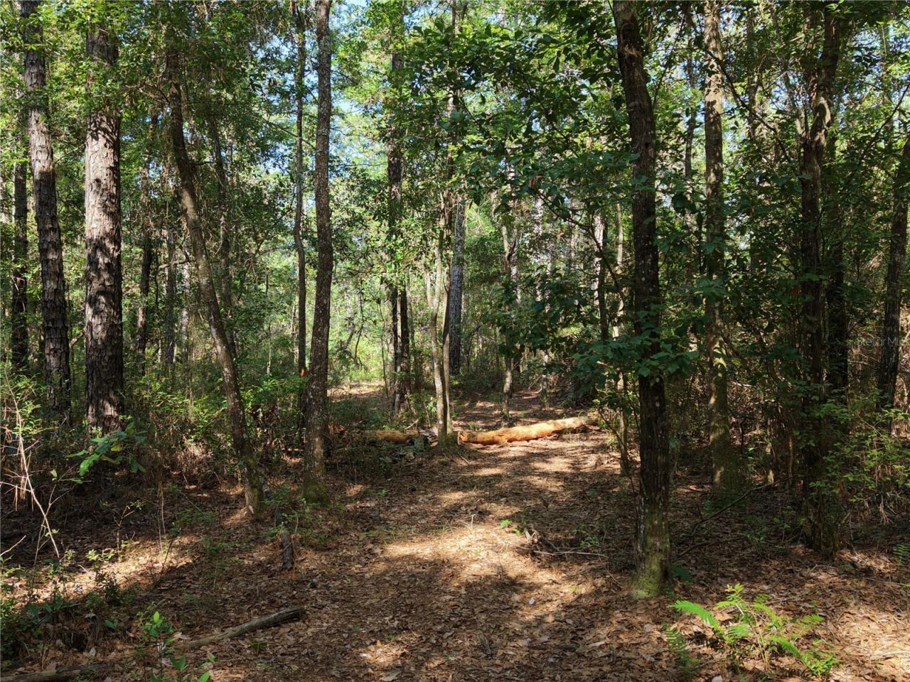 375 Buck Springs Road, Palatka, FL 32177 Photo