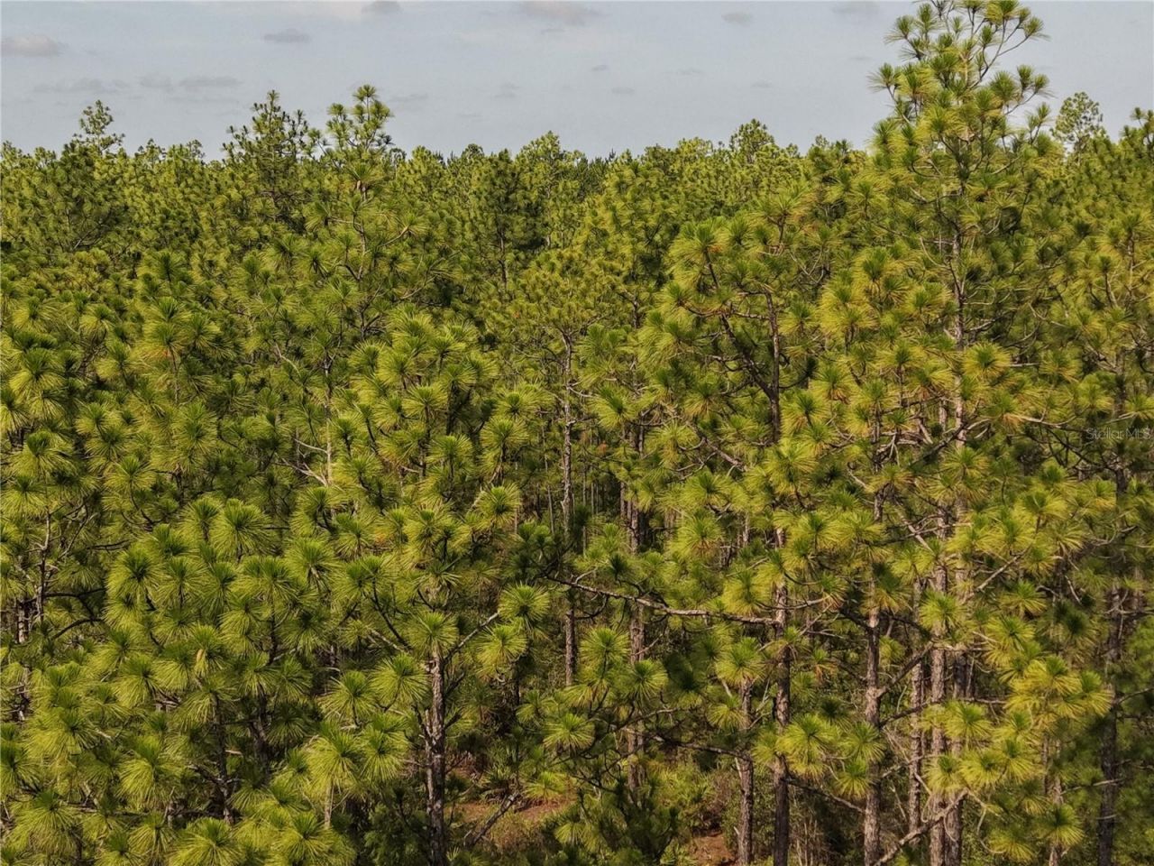 375 Buck Springs Road, Palatka, FL 32177 Photo