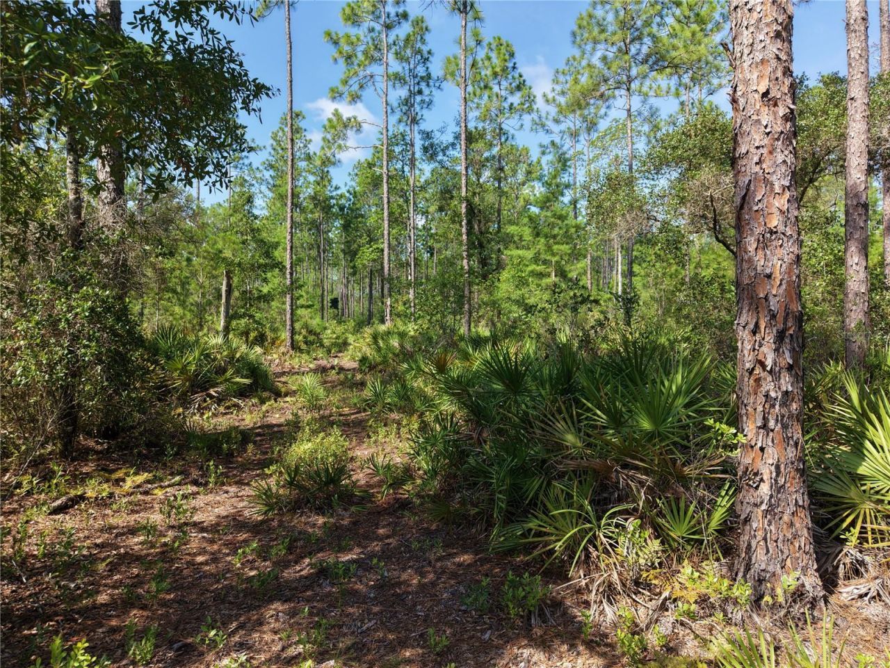 375 Buck Springs Road, Palatka, FL 32177 Photo