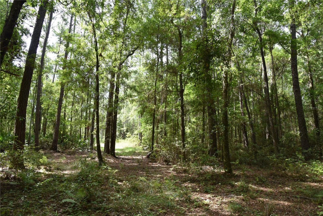 375 Buck Springs Road, Palatka, FL 32177 Photo