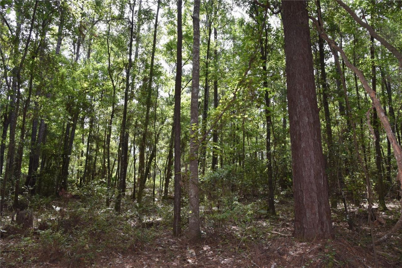 375 Buck Springs Road, Palatka, FL 32177 Photo