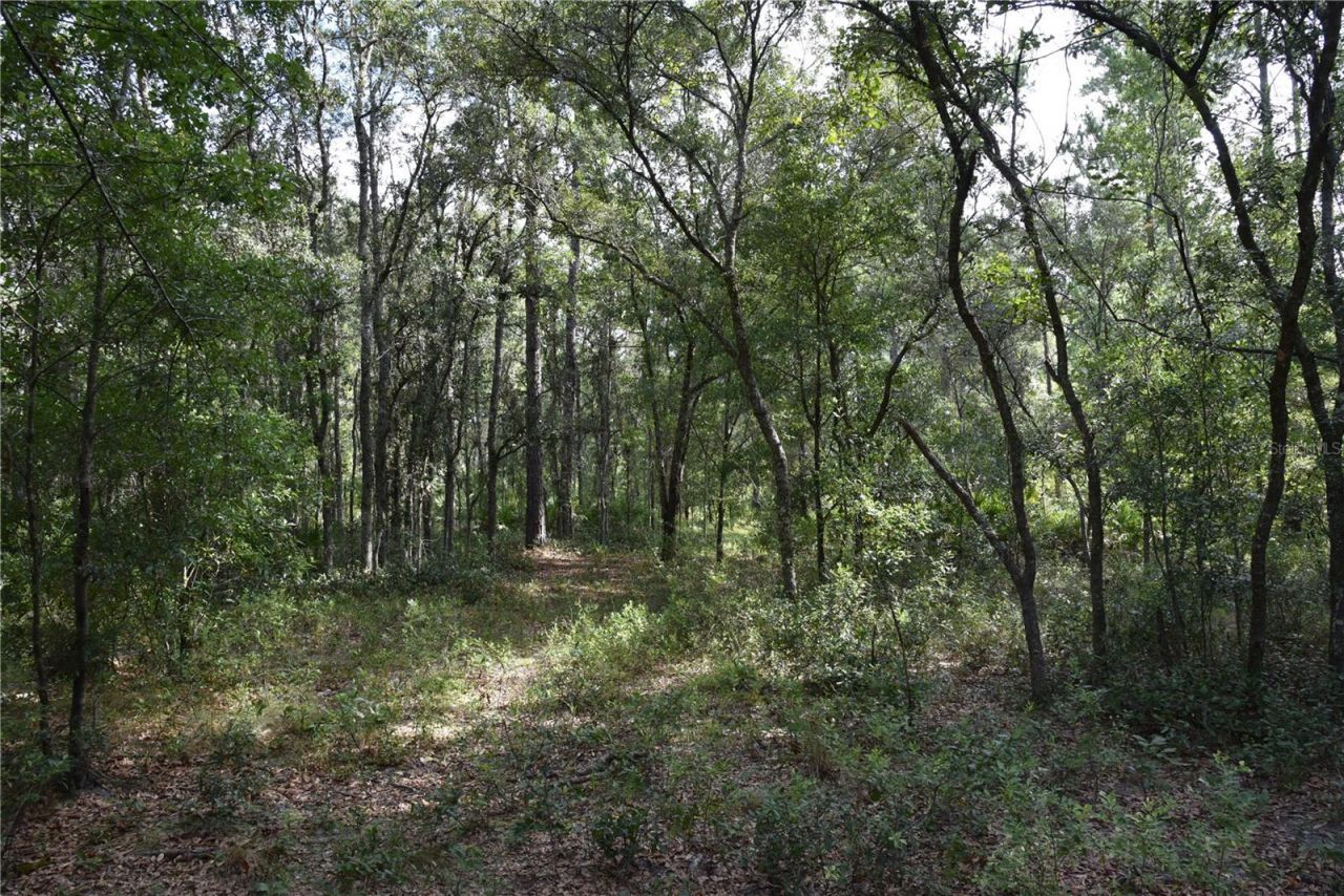 375 Buck Springs Road, Palatka, FL 32177 Photo