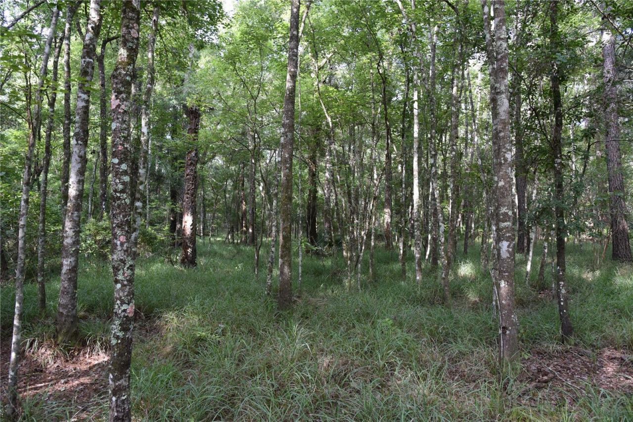 375 Buck Springs Road, Palatka, FL 32177 Photo