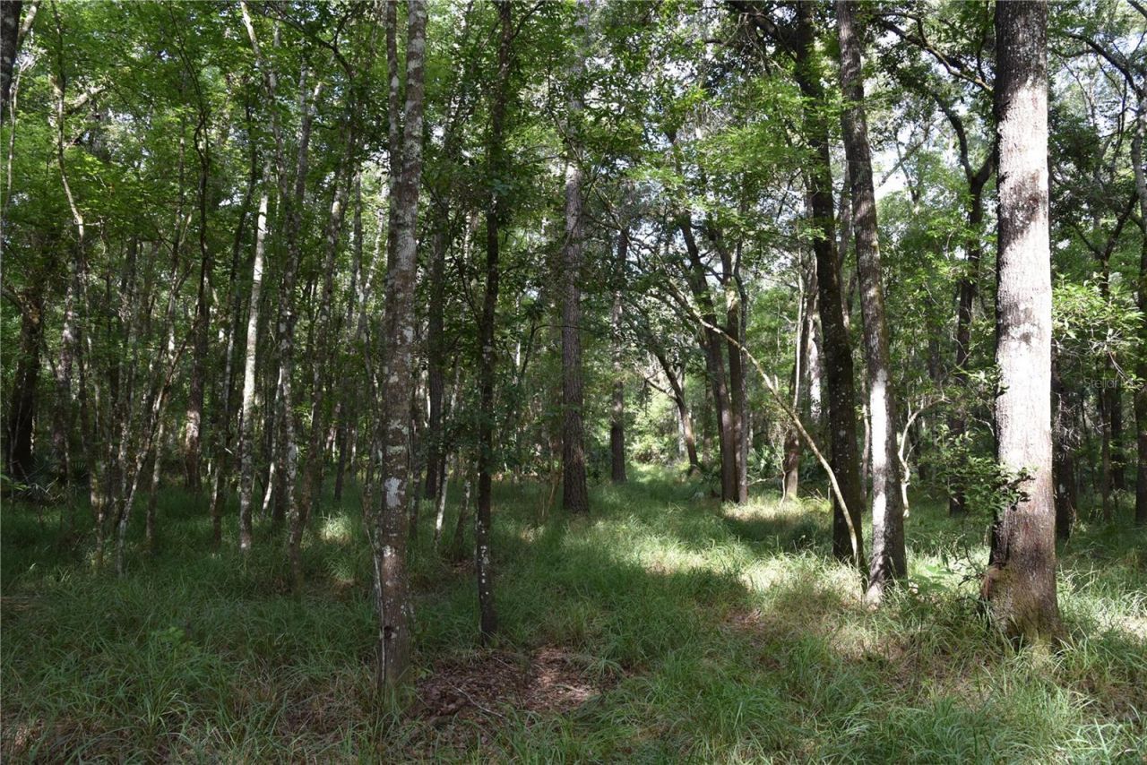 375 Buck Springs Road, Palatka, FL 32177 Photo
