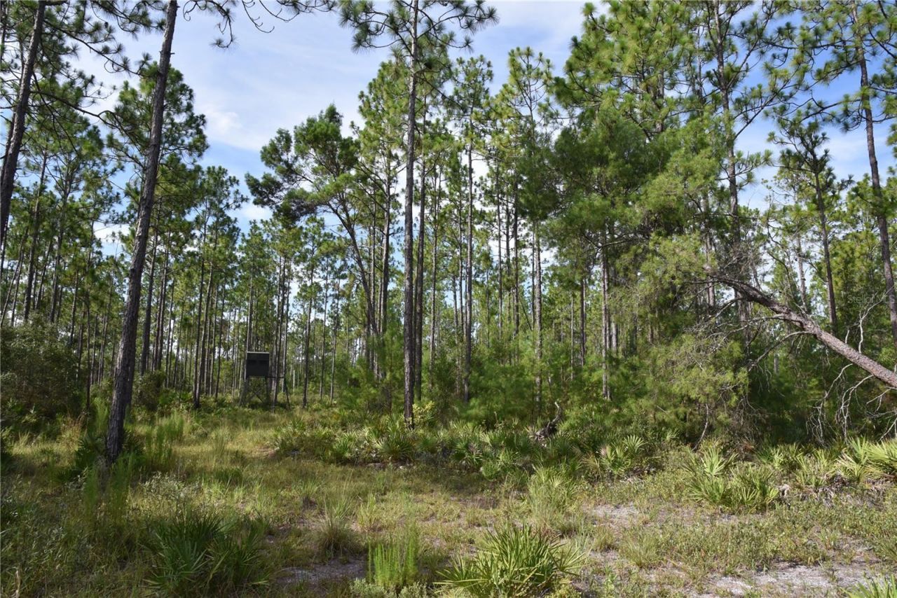 375 Buck Springs Road, Palatka, FL 32177 Photo
