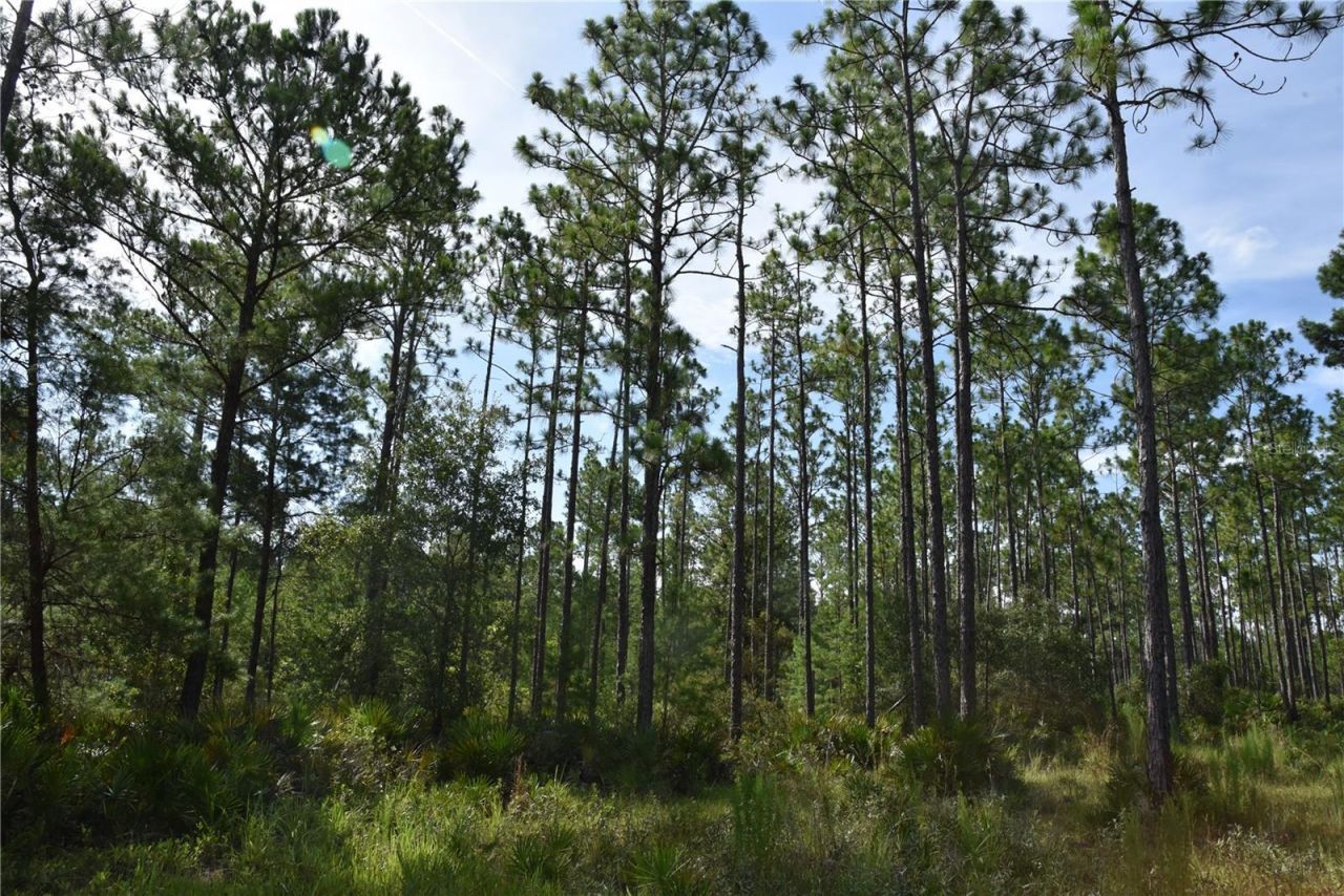 375 Buck Springs Road, Palatka, FL 32177 Photo