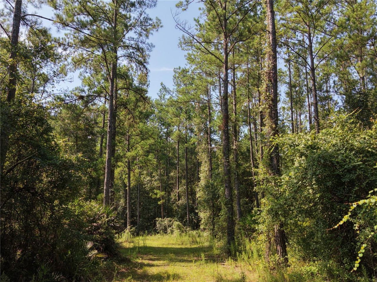 375 Buck Springs Road, Palatka, FL 32177 Photo