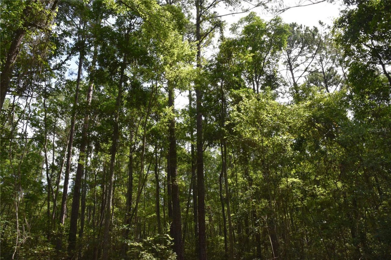 375 Buck Springs Road, Palatka, FL 32177 Photo