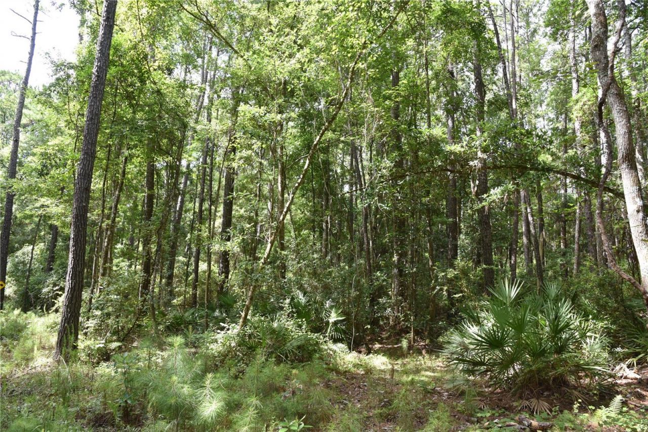 375 Buck Springs Road, Palatka, FL 32177 Photo