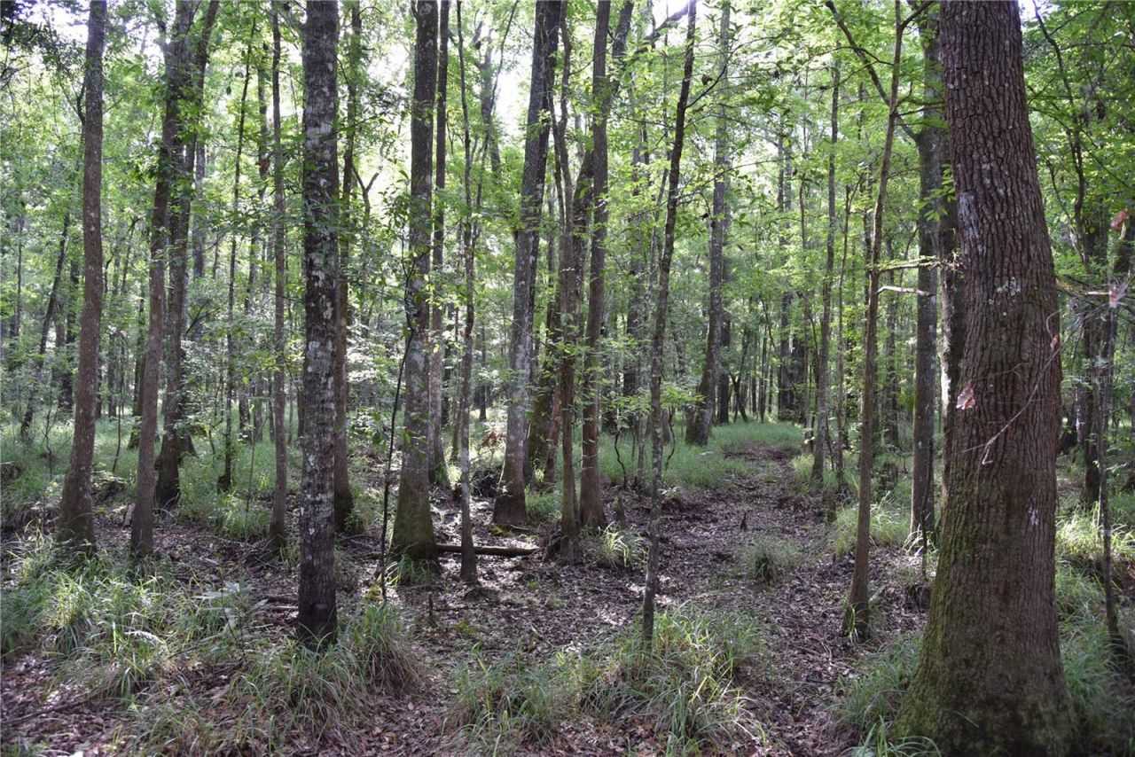 375 Buck Springs Road, Palatka, FL 32177 Photo