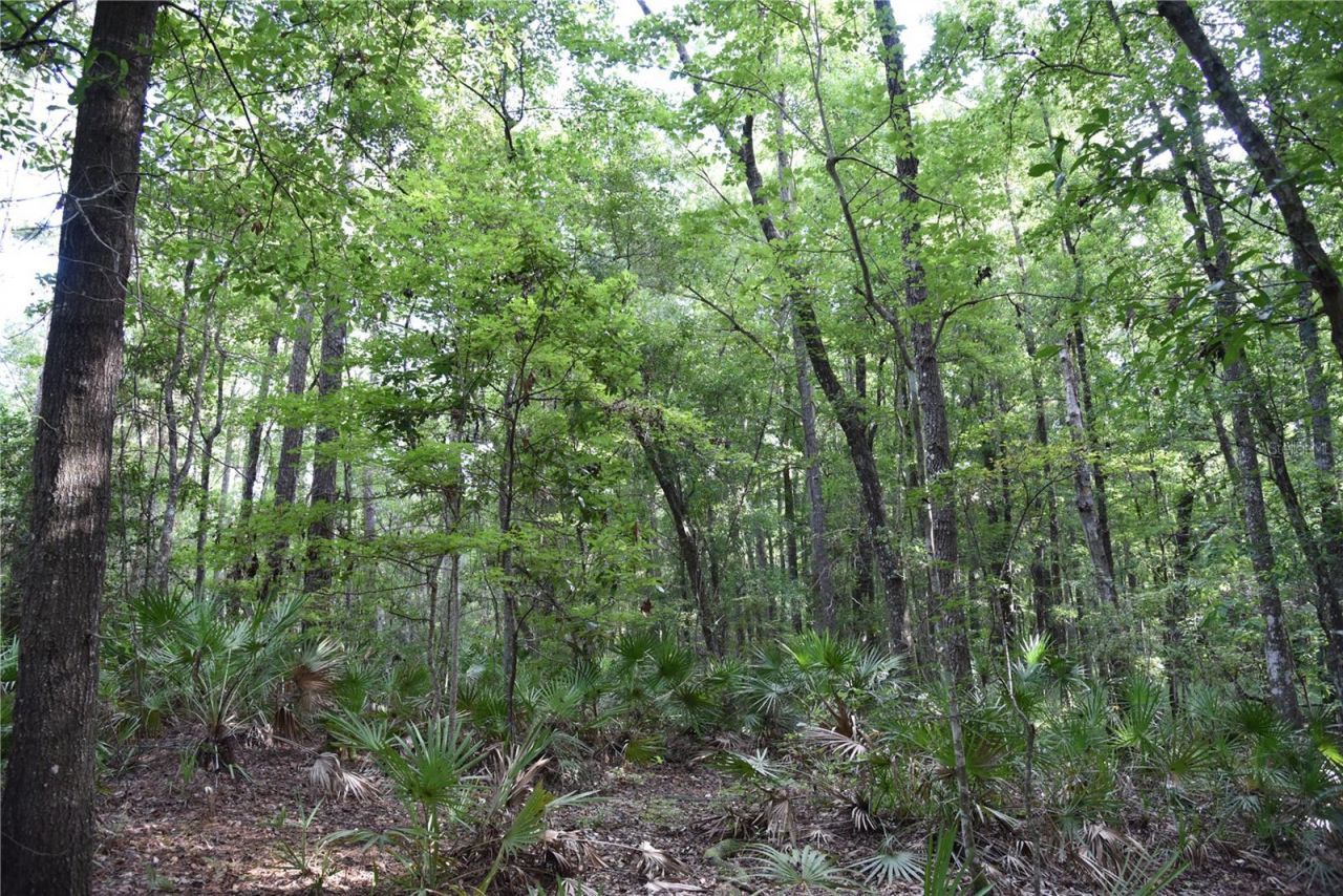 375 Buck Springs Road, Palatka, FL 32177 Photo