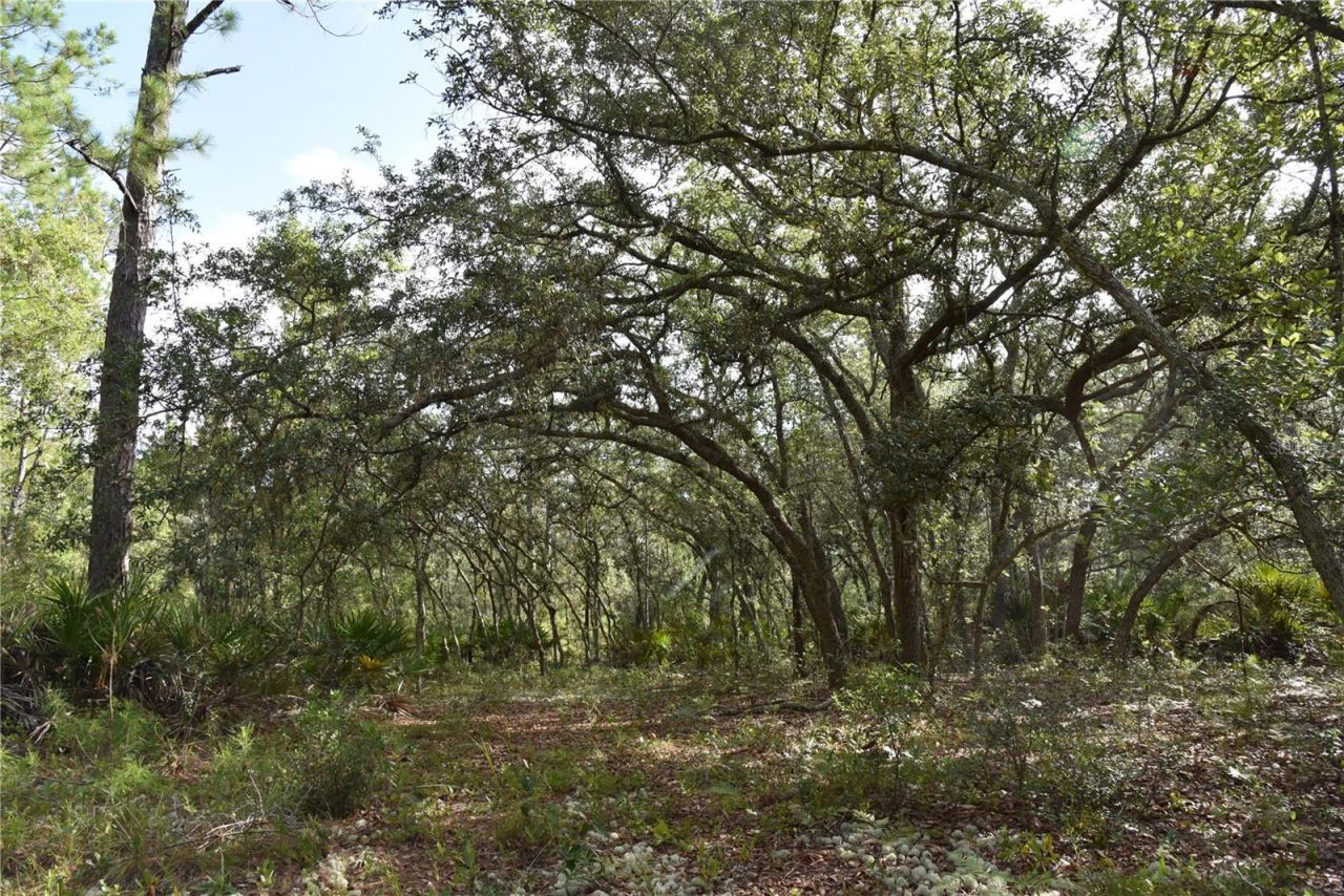 375 Buck Springs Road, Palatka, FL 32177 Photo