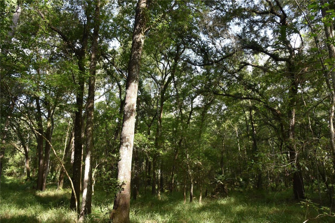 375 Buck Springs Road, Palatka, FL 32177 Photo
