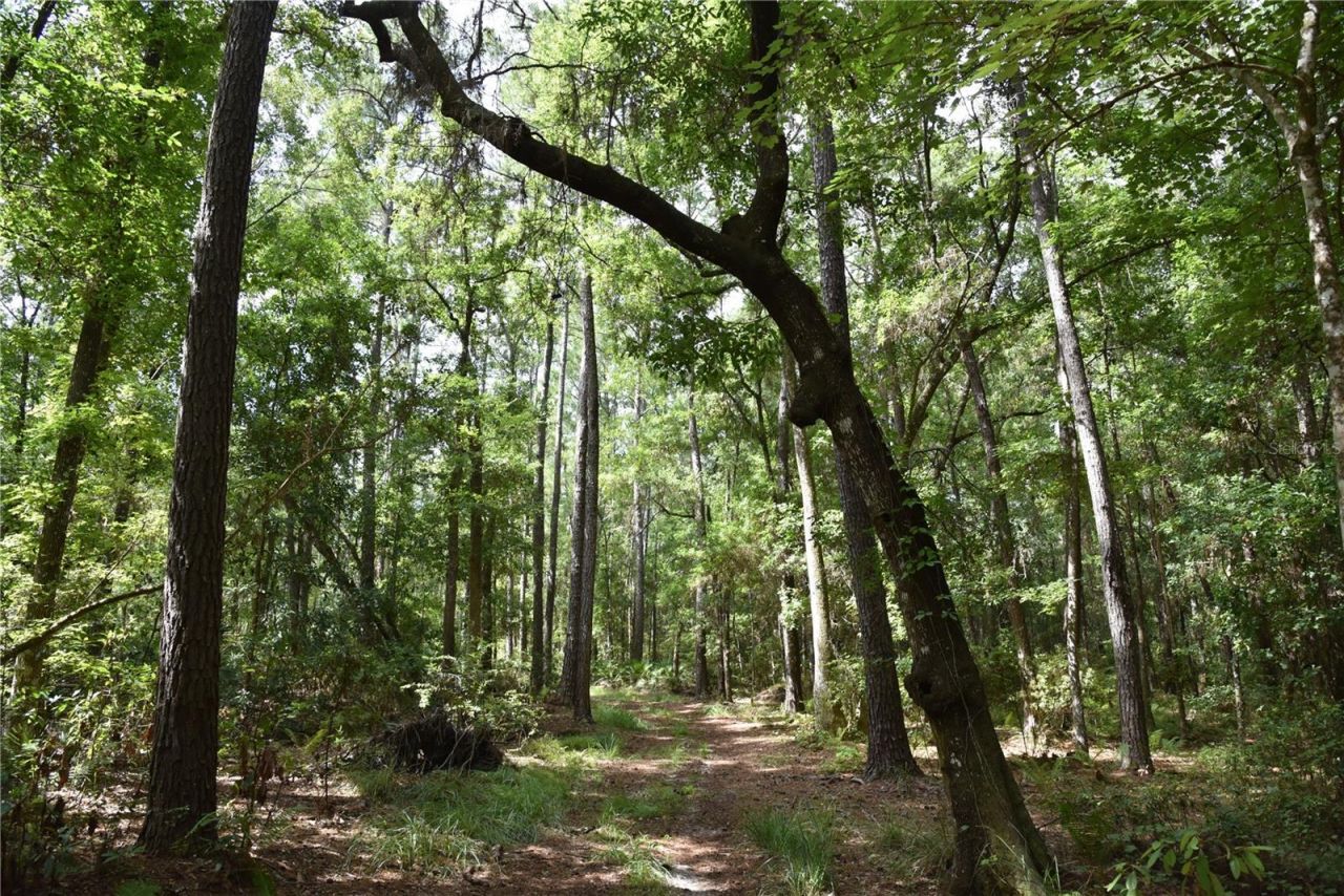 375 Buck Springs Road, Palatka, FL 32177 Photo