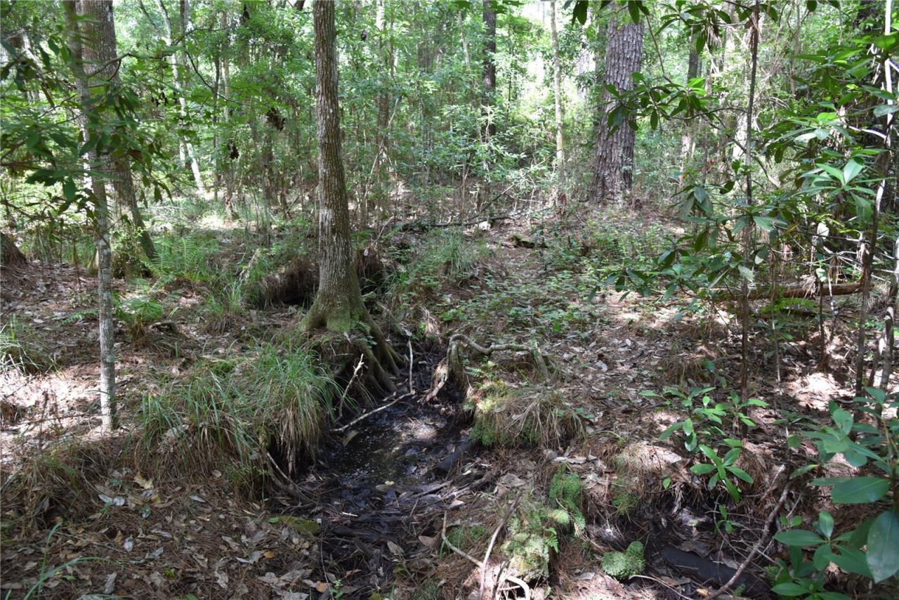 375 Buck Springs Road, Palatka, FL 32177 Photo