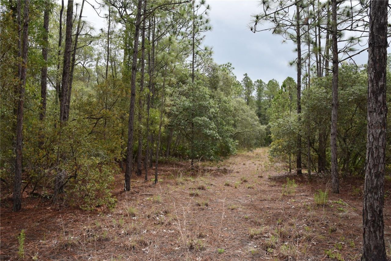 8650 NW 136th Avenue, Chiefland, FL 32626 Photo