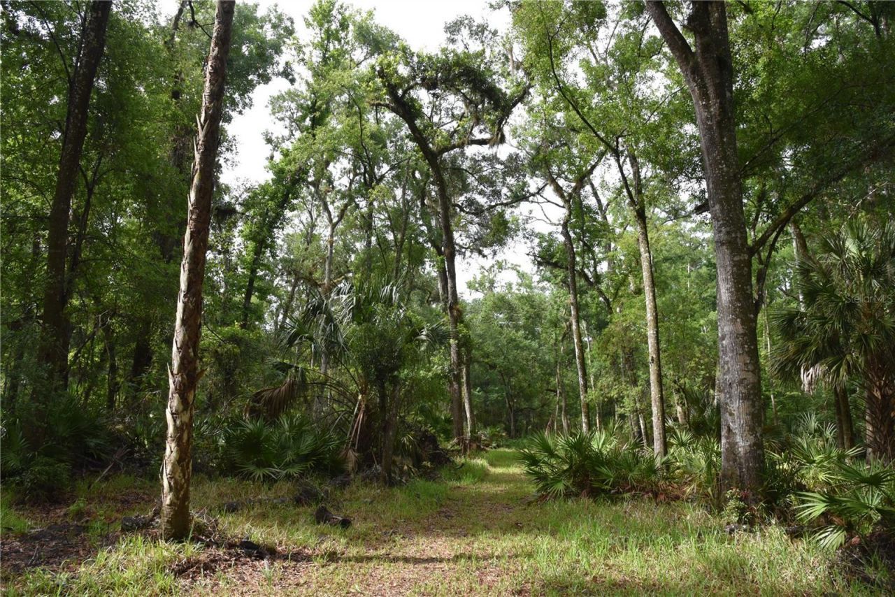 8650 NW 136th Avenue, Chiefland, FL 32626 Photo