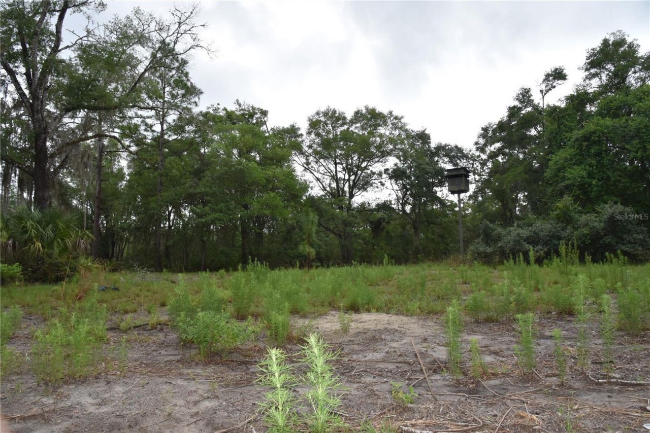 8650 NW 136th Avenue, Chiefland, FL 32626 Photo