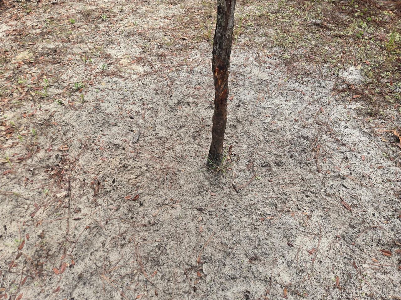8650 NW 136th Avenue, Chiefland, FL 32626 Photo