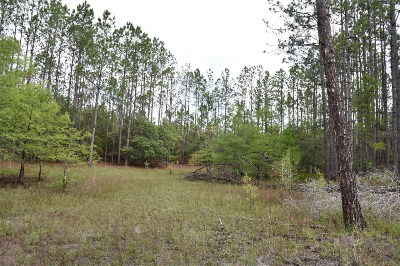 8650 NW 136th Avenue, Chiefland, FL 32626 Photo