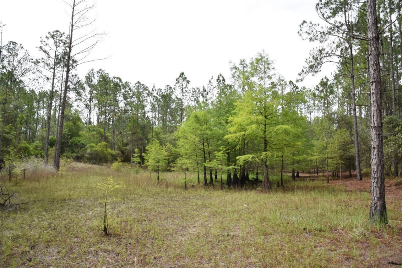 8650 NW 136th Avenue, Chiefland, FL 32626 Photo