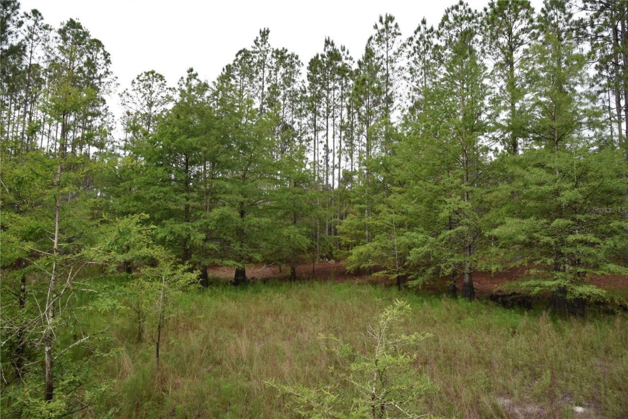 8650 NW 136th Avenue, Chiefland, FL 32626 Photo
