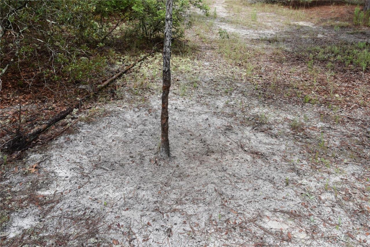 8650 NW 136th Avenue, Chiefland, FL 32626 Photo