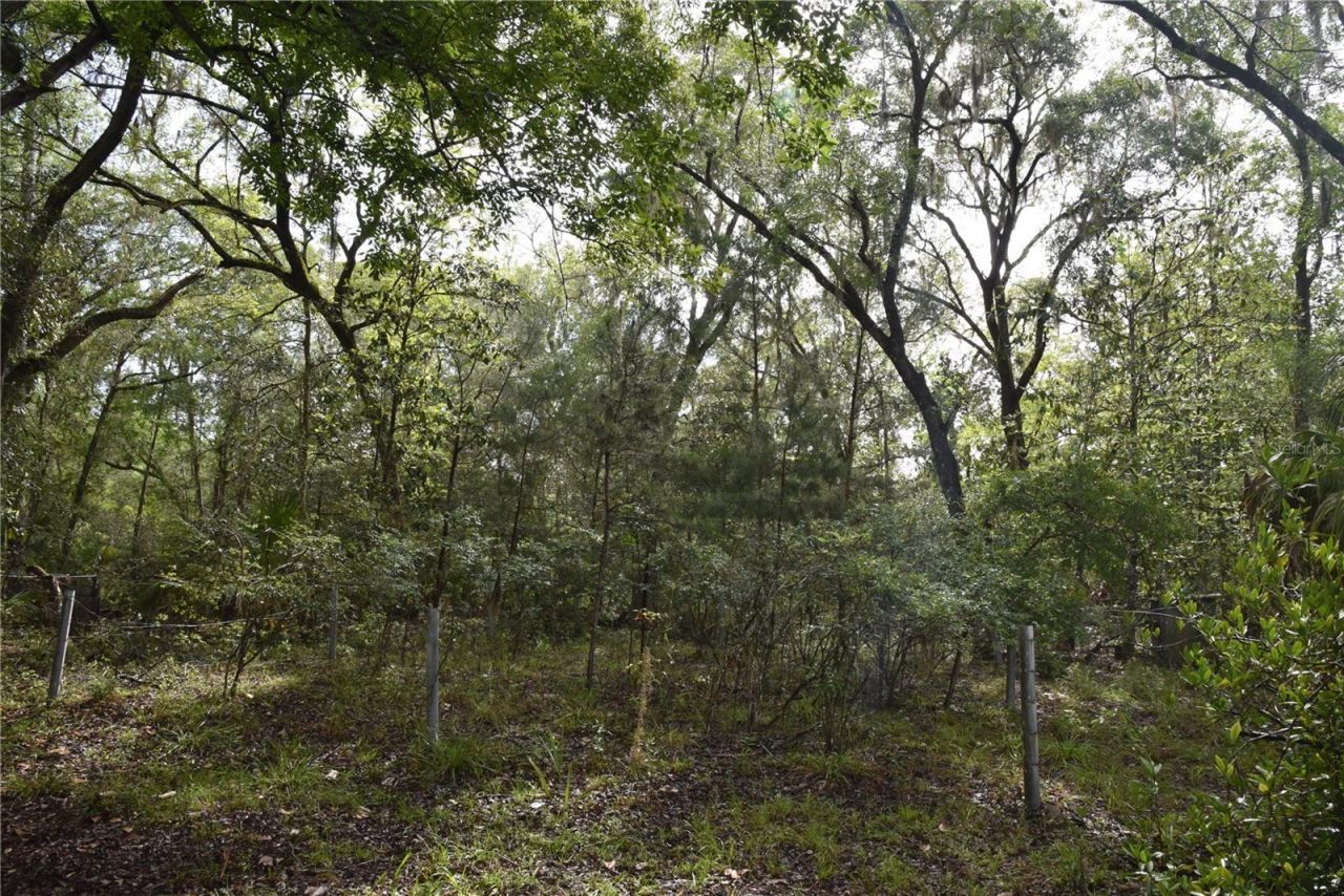 8650 NW 136th Avenue, Chiefland, FL 32626 Photo