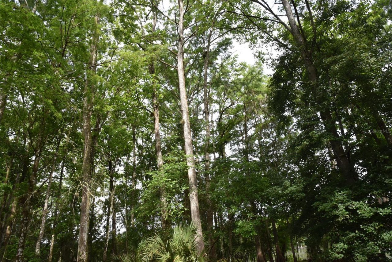 8650 NW 136th Avenue, Chiefland, FL 32626 Photo