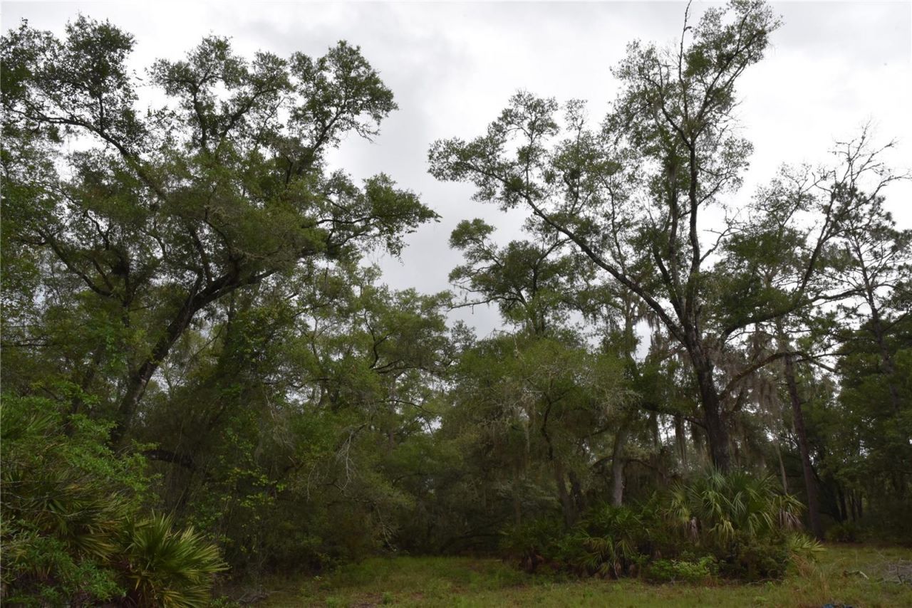 8650 NW 136th Avenue, Chiefland, FL 32626 Photo