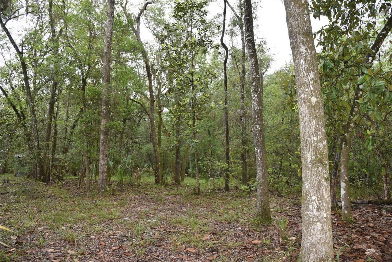 8650 NW 136th Avenue, Chiefland, FL 32626 Photo