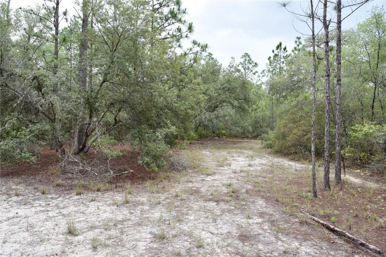 8650 NW 136th Avenue, Chiefland, FL 32626 Photo