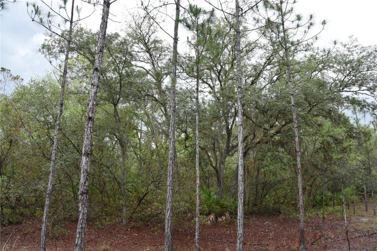 8650 NW 136th Avenue, Chiefland, FL 32626 Photo