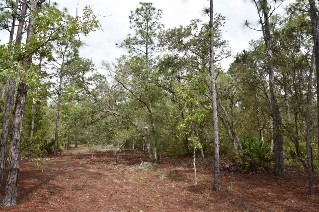 8650 NW 136th Avenue, Chiefland, FL 32626 Photo