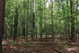 1091 Pine Grove Road  photo 4