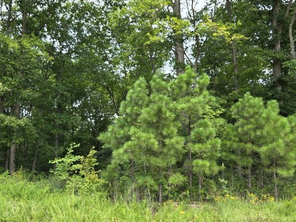 0 Mathis Cemetery Rd , Stewart, TN 37175