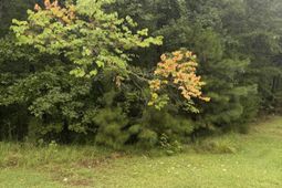 Lot 62 Harbor View Drive  photo 4