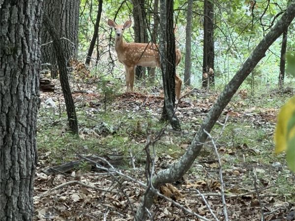 Navajo Road, Lake Ozark, MO 65049