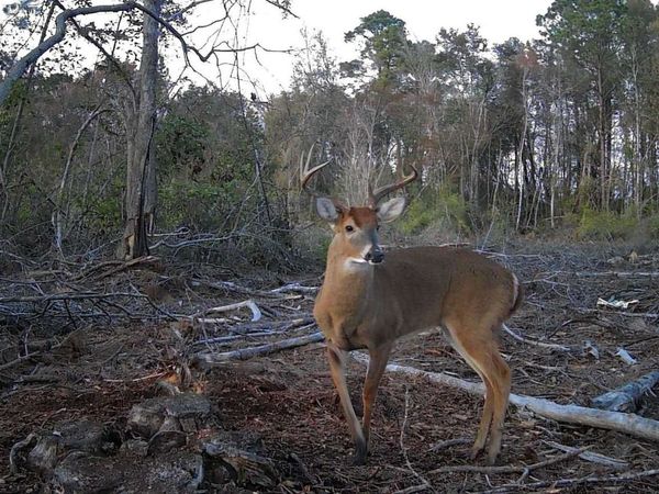 SMITH RD, Perry, FL 32347